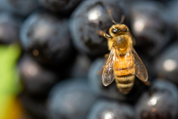 Bee feeding on harvested grapes