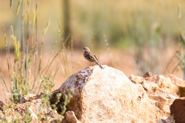 Vesper Sparrow