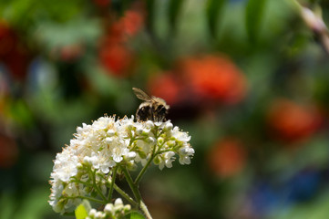 A Bee on a Mountain Ash Flower