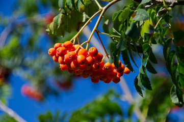 Bright Red Mountain Ash Berries