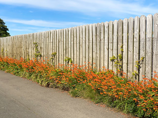 Orange flowering Montbretia or crocosmia, growing in the grassy verge of a country road in the Isle of Man