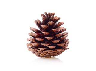 pine cones on a white background