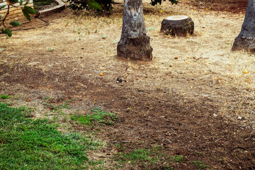 rabbit camouflaged in the country 