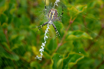 Steelers spider in garden. Poland