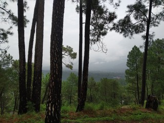 In this picture we see that trees are the pillars of our environment. 