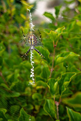 Steelers spider in garden. Poland