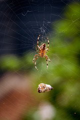 A spider waits with its prey consisting of a wrapped up bee in the garden