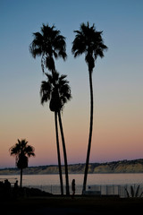 Silueta de palmeras en una playa de la costa de California con el atardecer de fondo.