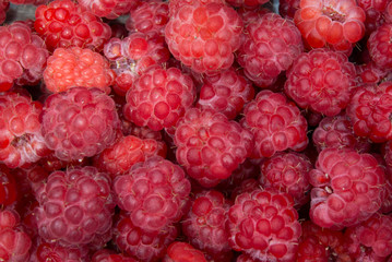.ripe raspberries close up