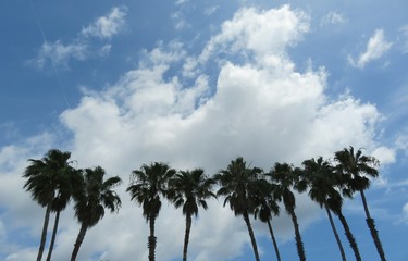 Palm trees on blue sky and clouds background in Florida nature