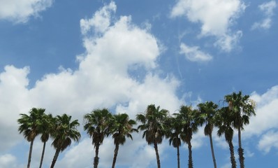 Palm trees on blue sky and clouds background in Florida nature