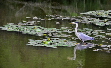 Grey heron (Ardea cinerea) at Maizuru Park in Fukuoka city, Japan