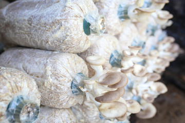 Indian Oyster, Phoenix Mushroom is cultivation in organic farms. Fresh mushroom.