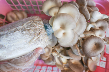 Indian Oyster, Phoenix Mushroom is cultivation in organic farms. Fresh mushroom.