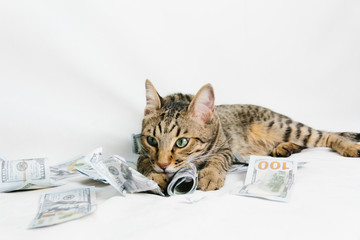 Beautiful cat with dollars on white background