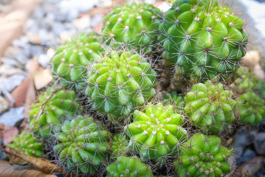 Close up of green cactus, Echinopsis calochlora K.Schum. home interior.