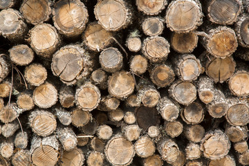 Tree Log Background