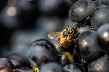 Bee feeding on harvested grapes