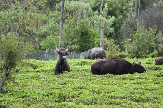 nilgiri gaur world biggest wild cows 