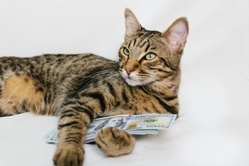 Beautiful cat holding dollars on white background