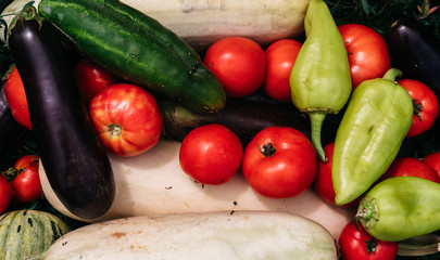 Vegetarian food, vegan. A lot of different colored freshly picked vegetables close-up. Green zucchini and cucumber, red tomatoes and blue eggplant. Sweet green and yellow bell pepper paprika.
