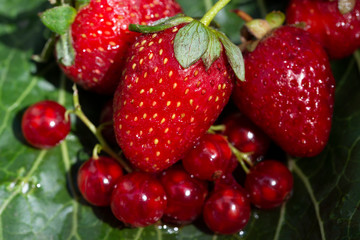 Close-up of strawberry berries and red currant on a green leaf.