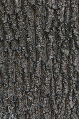 Dark wooden texture or background.