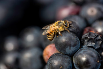 Bee feeding on harvested grapes