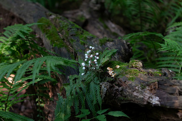  White baneberry. The plant is native to eastern North America. Berries and the whole plant are poisonous to humans. Ingestion of berries can lead to cardiac arrest and death.The berries are harmless.