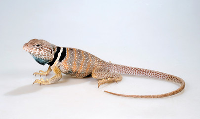 Common collared lizard / Halsbandleguan (Crotaphytus collaris) 