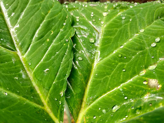 Green taro root leaf with water drop.