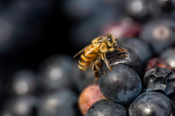 Bee feeding on harvested grapes