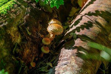 Mushroom. The fungus on a tree trunk