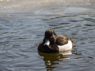Angry looking tufted duck in a frozen pond
