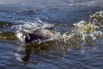 Fototapeta premium Eurasian coot running on the surface of a pond