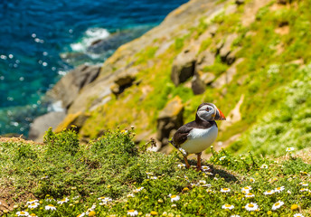 A Puffin strolls along a cliff edge on the way back to his burrow on Skomer Island (breeding ground for Atlantic Puffins) in early summer