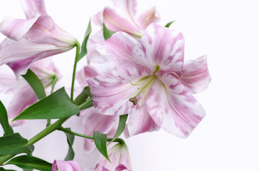 Fototapeta na wymiar pink lily flower on white background