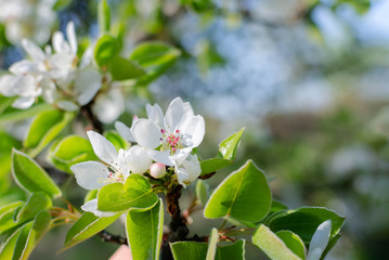 wild fruit tree photos with white flowers