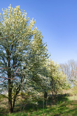 Blooming Bradford pear trees in the spring along a curve in a rural road