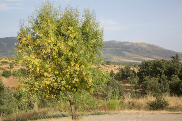 Tree and Footpath in Horcajuelo de la Sierra; Madrid