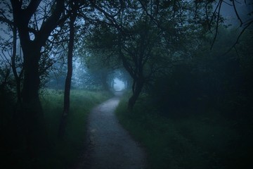 morning in the forest