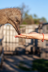 Ostrich female head isolated