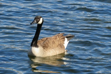 Canadian goose swimming on the river in Florida