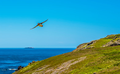 Fototapeta na wymiar A Puffin glides above Skomer Island (breeding ground for Atlantic Puffins) in early summer
