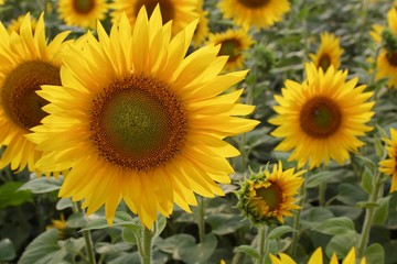 Obraz premium Sunflowers in the field A close up of a flower Seeds