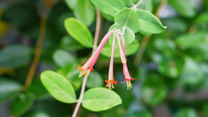 close up of a flower