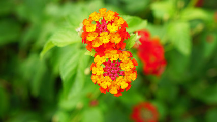red and yellow flower