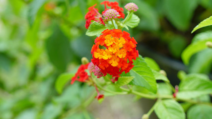 red and yellow flowers