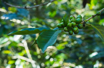 Coffee plant with green coffee beans before harvest.