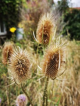 dry thistle flower